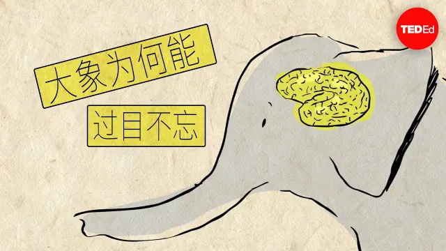 Why Elephants Never Forget - Alex Gendler